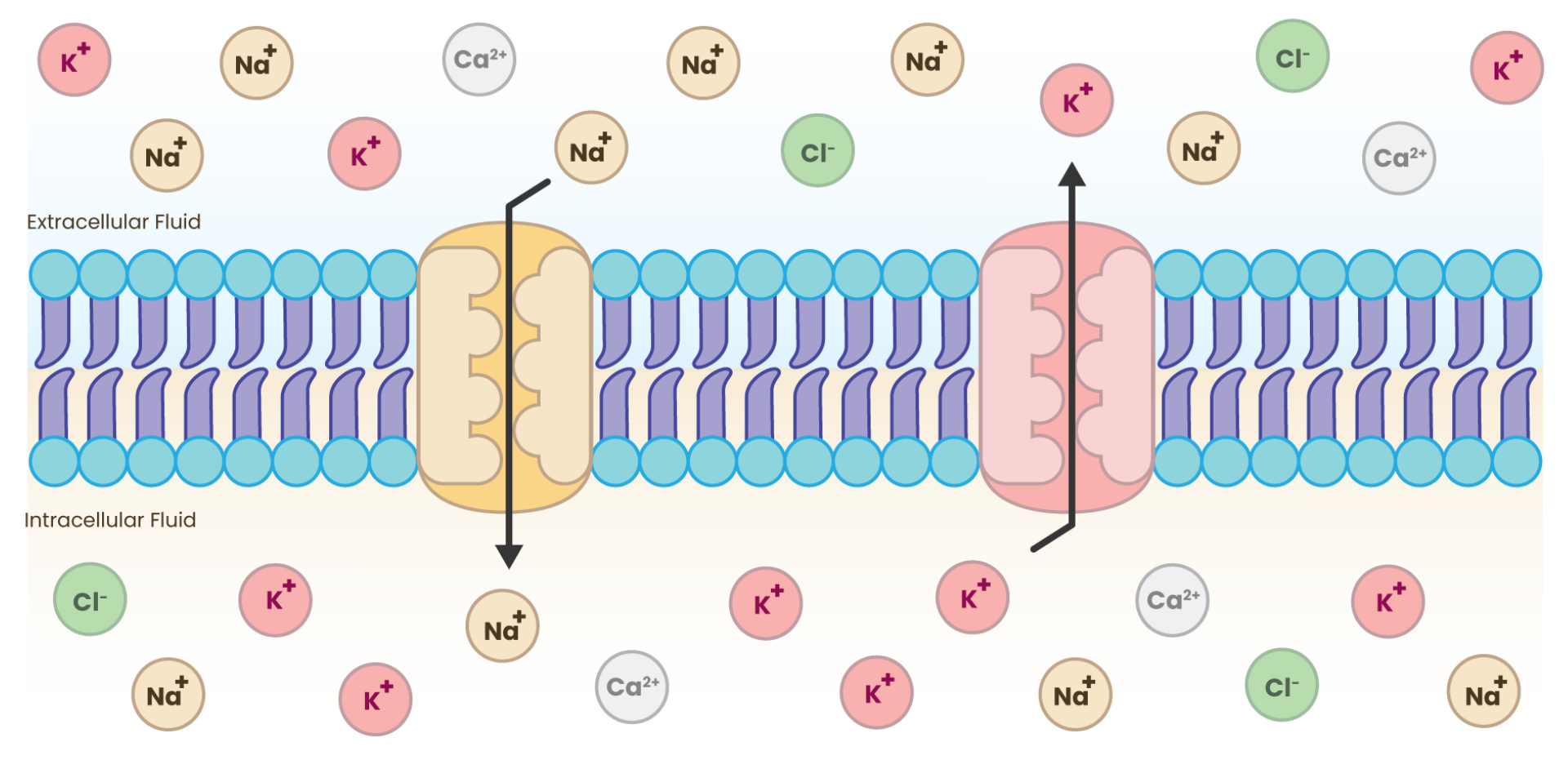 current in neurons