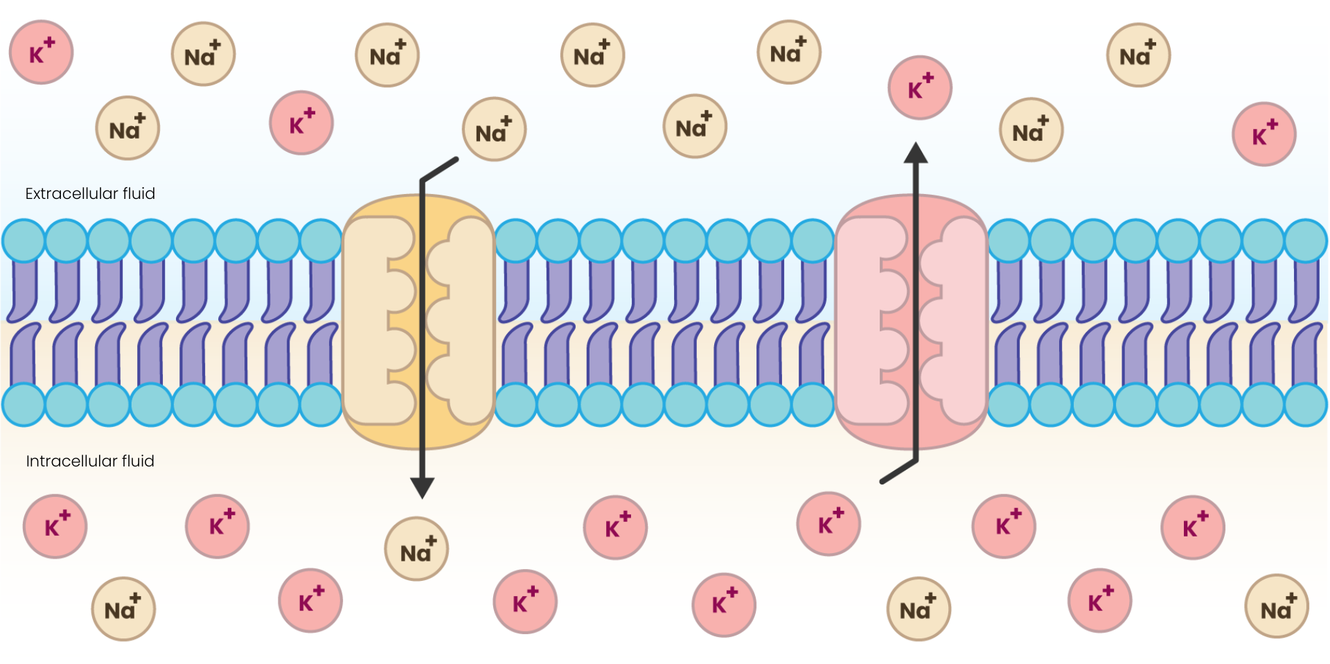 Diffusion of ions