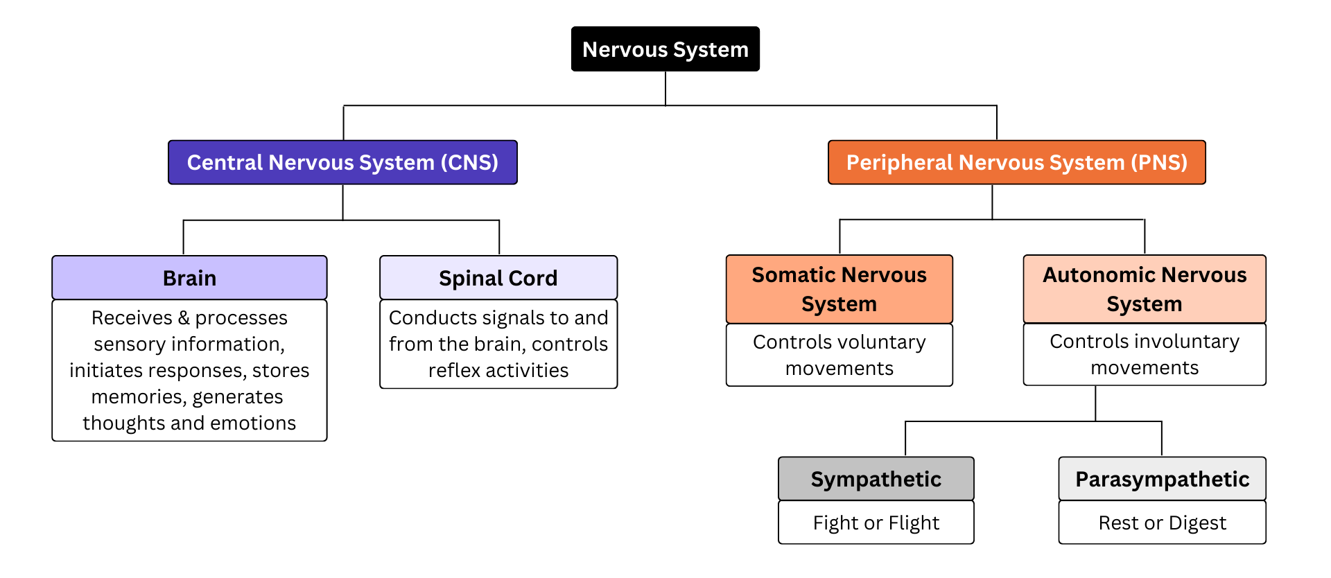 nervous system flowchart