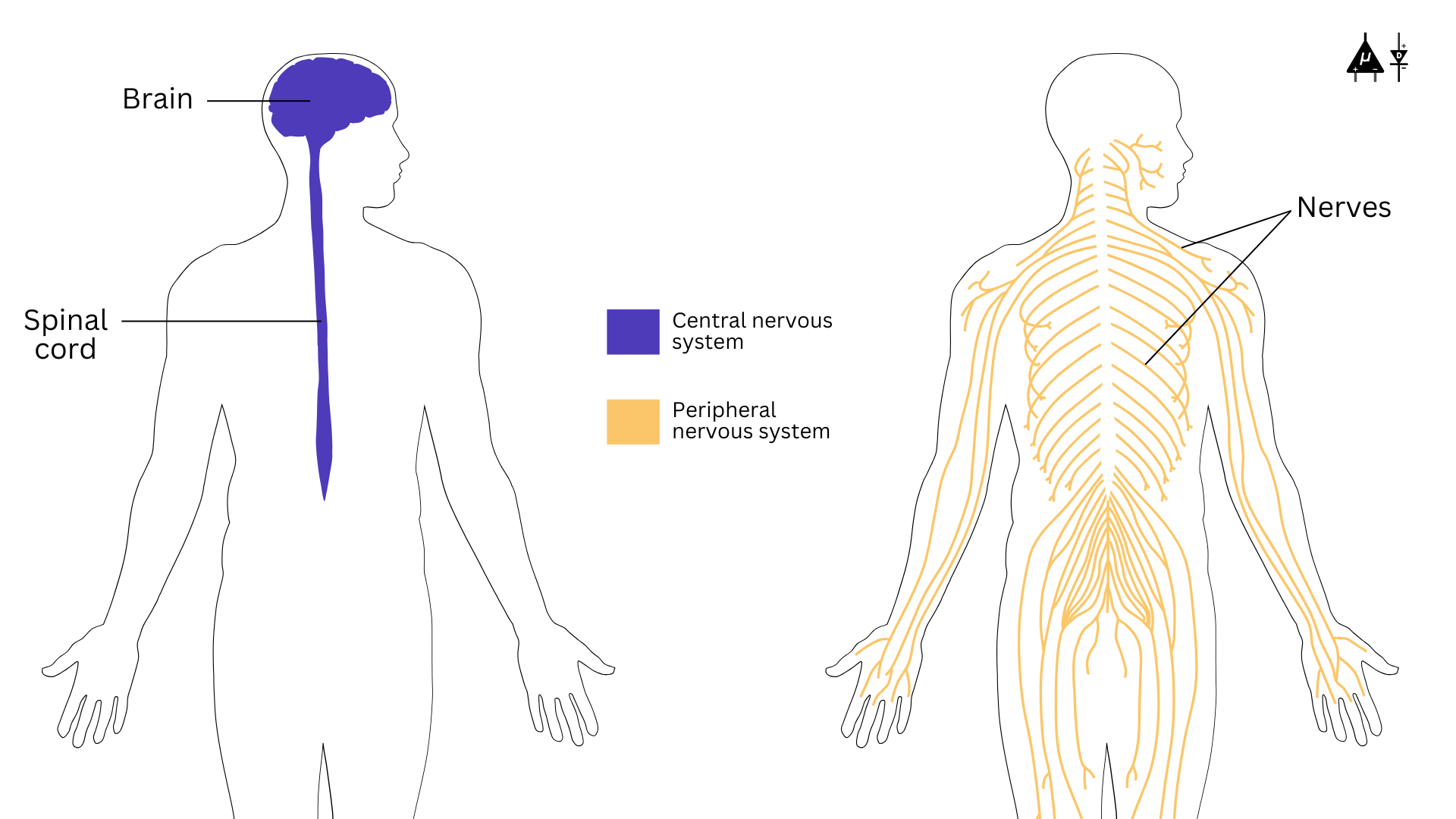 parts of nervous system