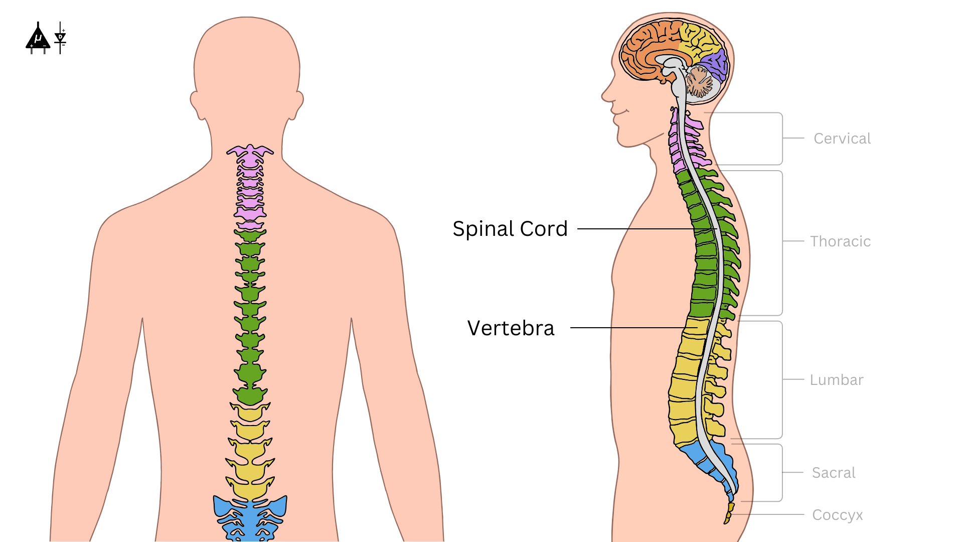 Spinal cord