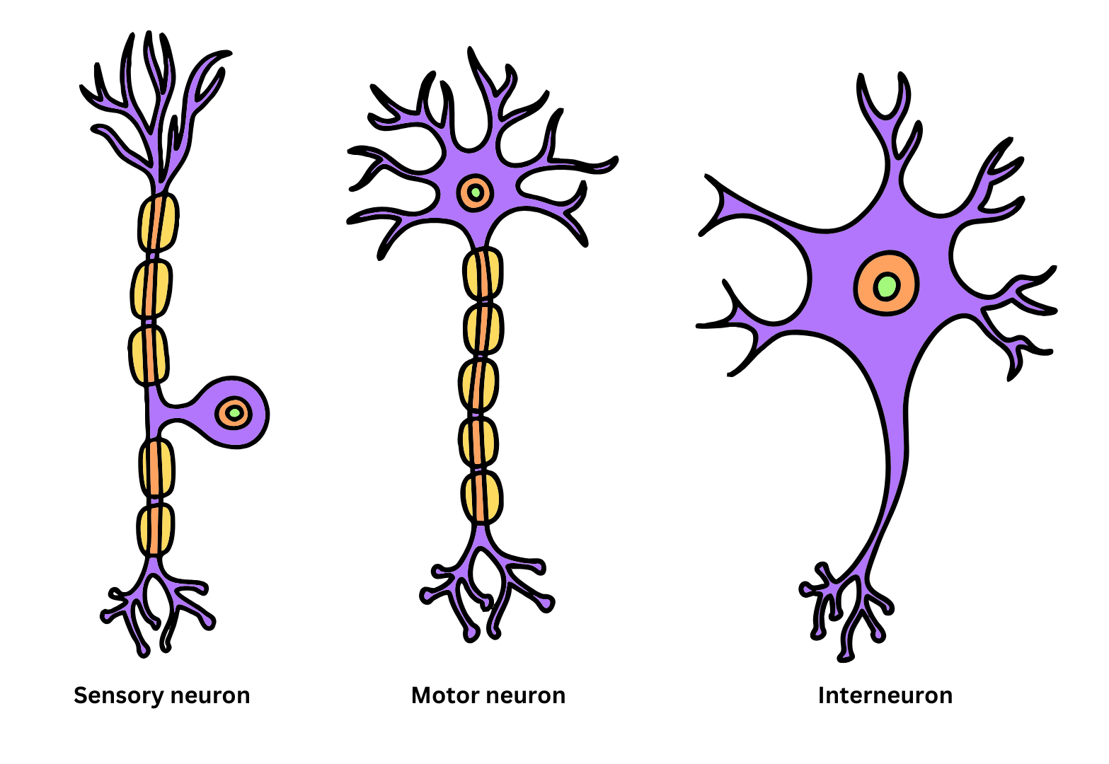 types of neurons